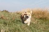 CORGI PEMBROKE 132